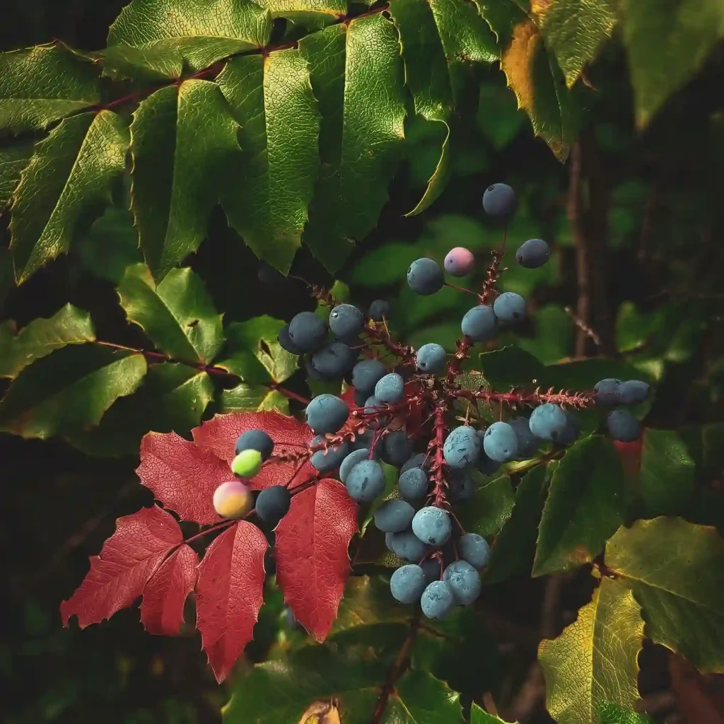 Oregon Grape