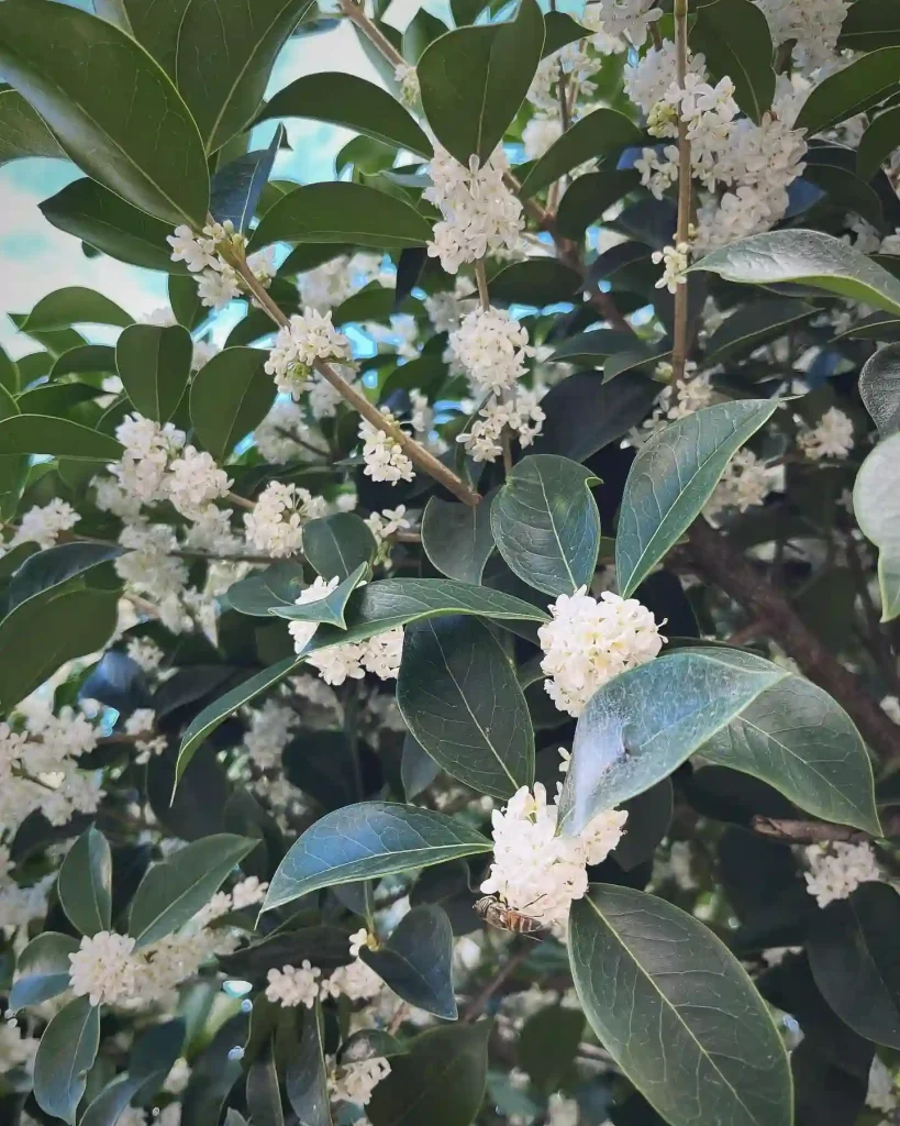 Osmanthus