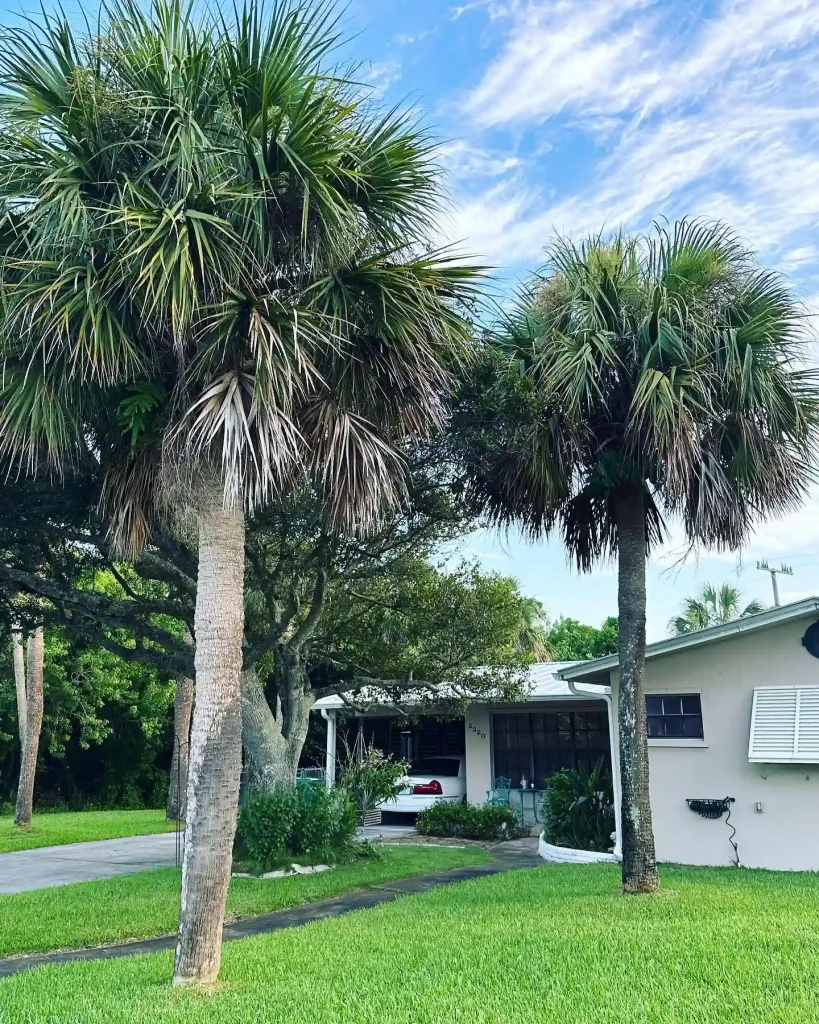 Palmetto Tree