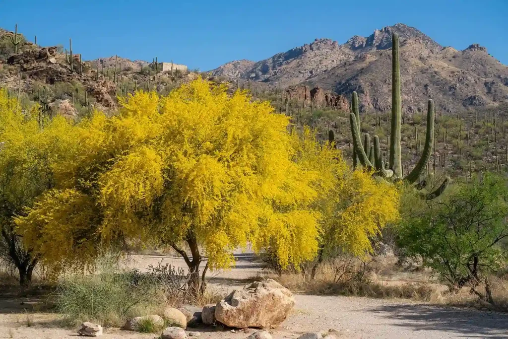 Palo Verde Tree