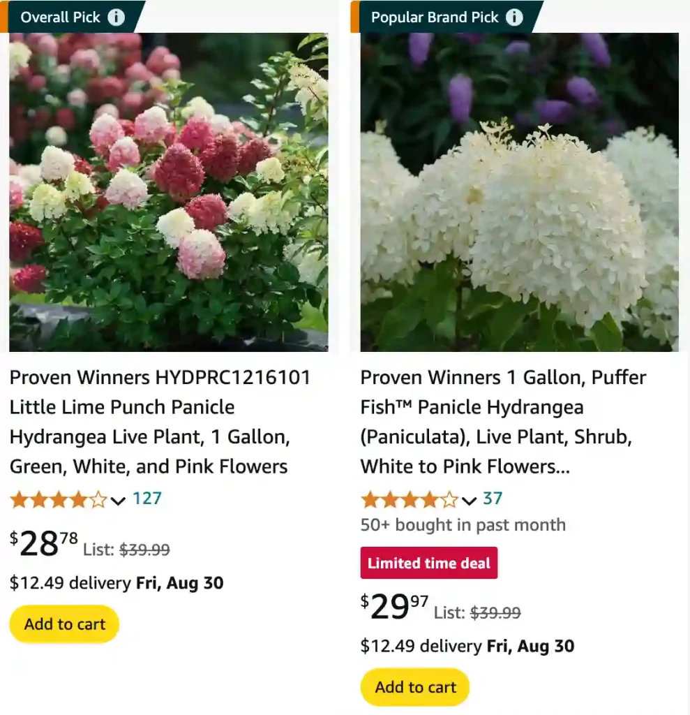 Panicle Hydrangea | Monsteraholic