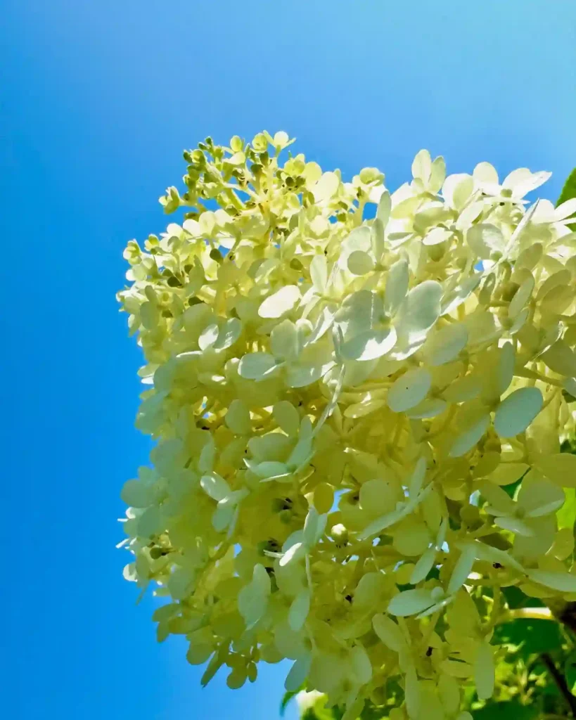 Panicle Hydrangea