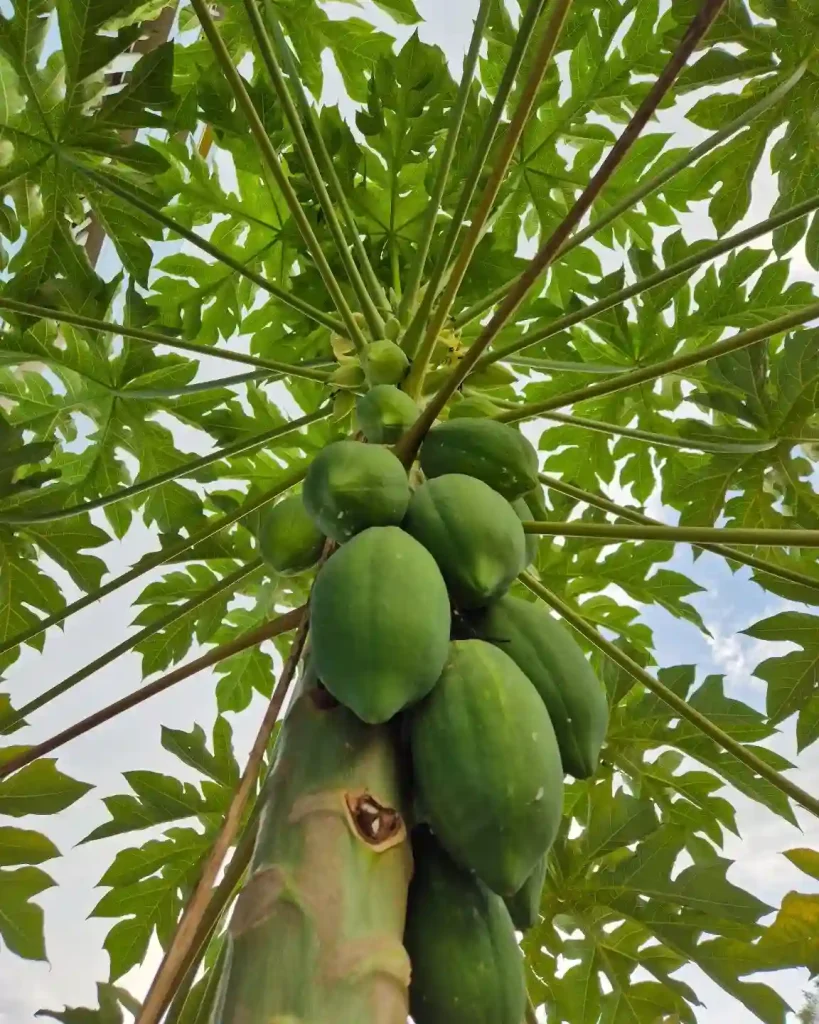 Papaya Plant