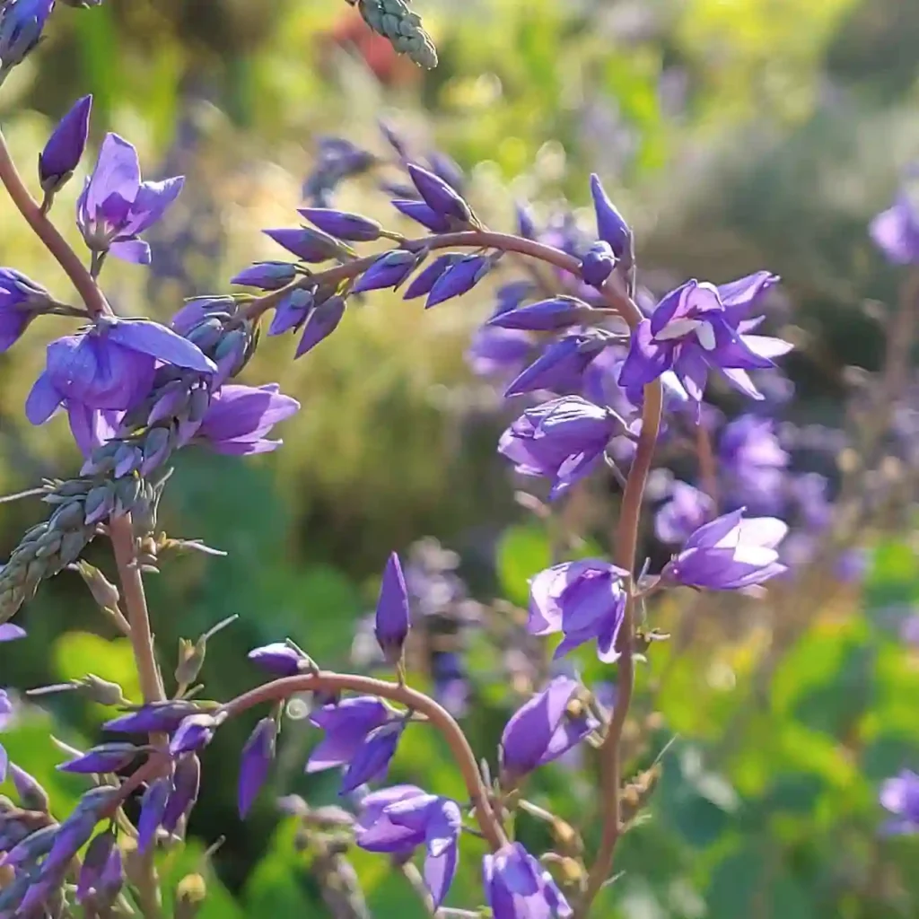 Parahebe Perfoliata