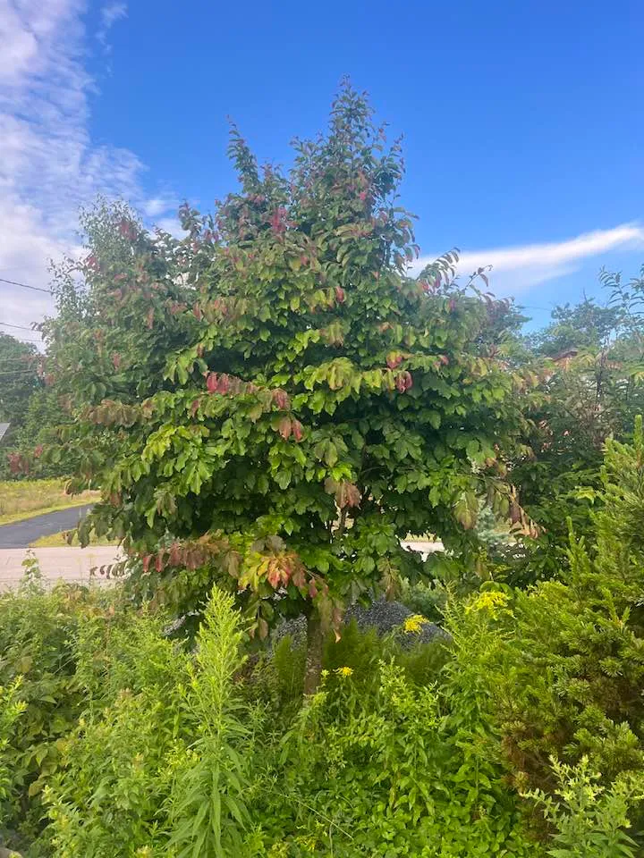 Parrotia Ruby Vase