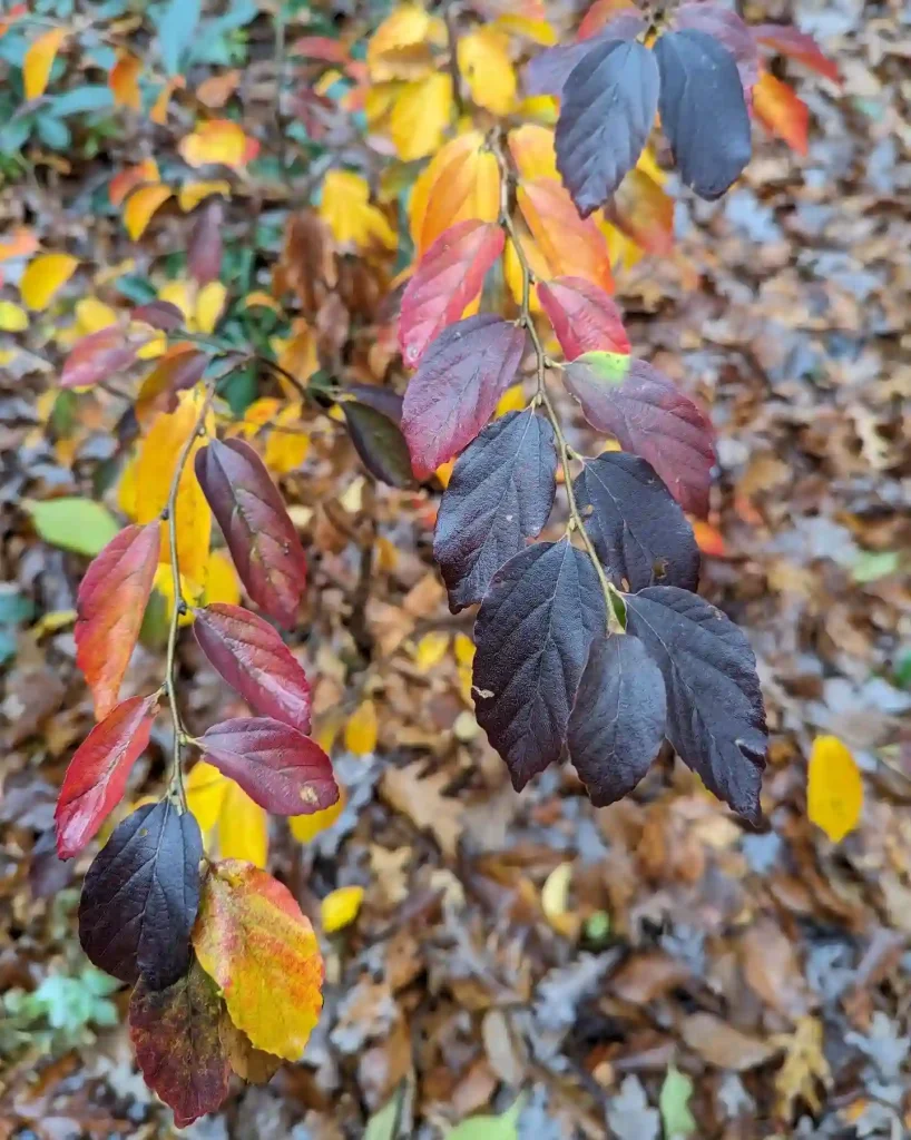 Parrotia Subaequalis