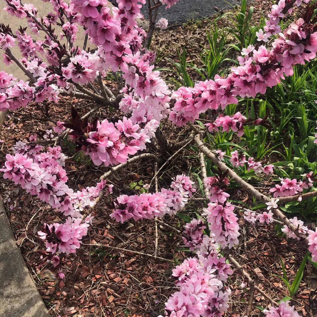 Patio Peach Tree