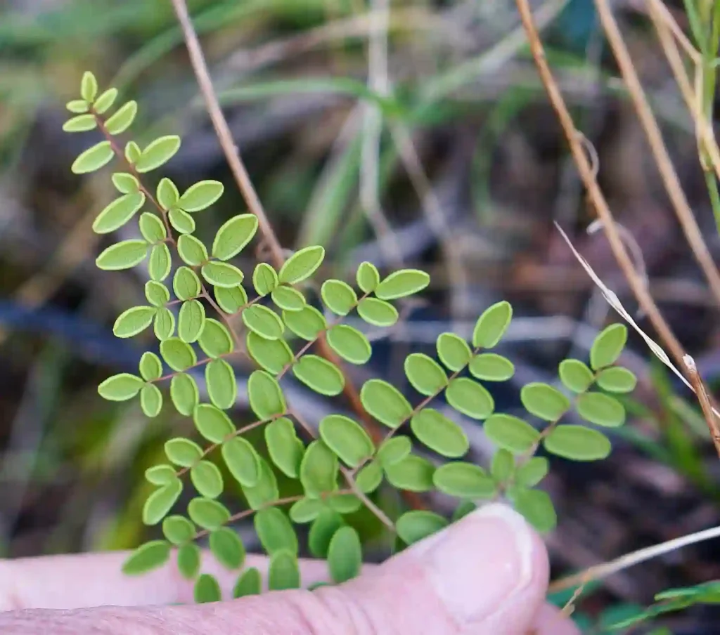 Pellaea Andromedifolia