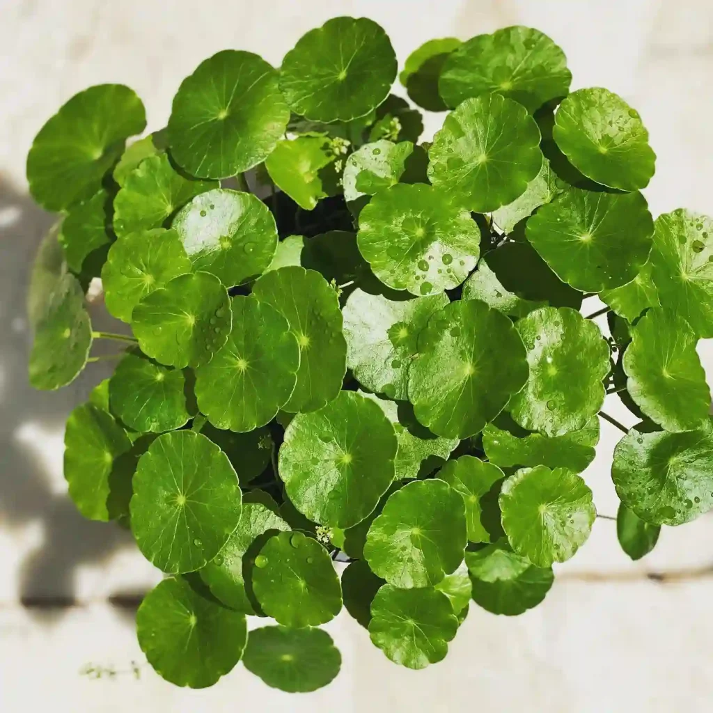 Pennywort