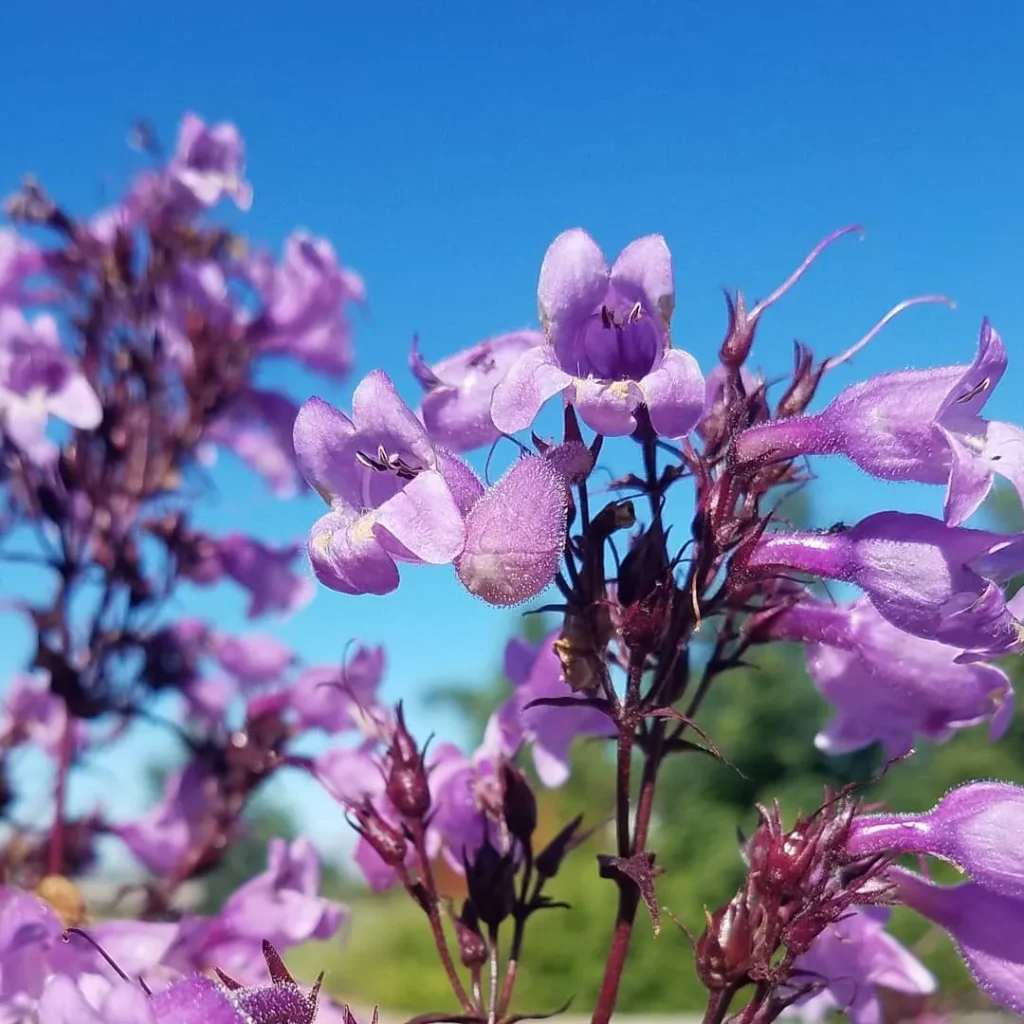 Penstemon Blackbeard