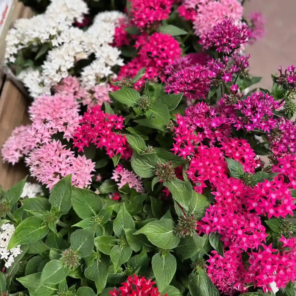 Pentas Lanceolata