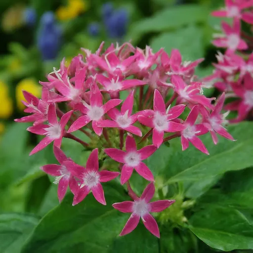 Pentas