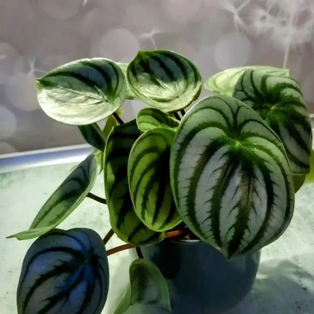 Peperomia Argyreia