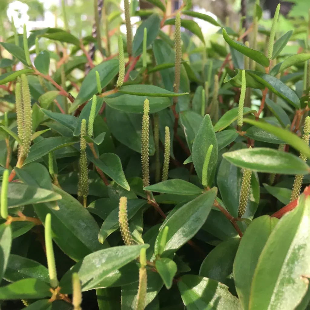 Peperomia Bibi