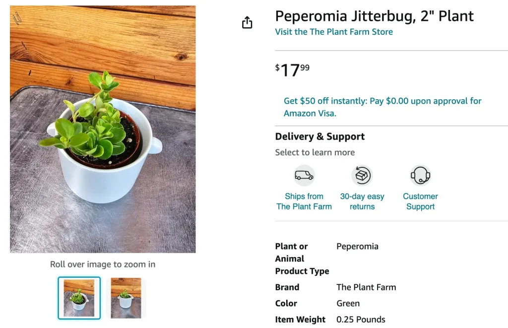 Peperomia Jitterbug | Monsteraholic