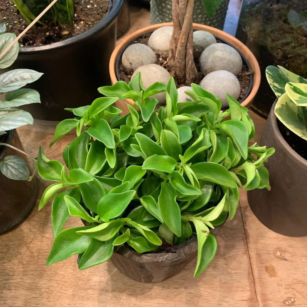 Peperomia Marcello