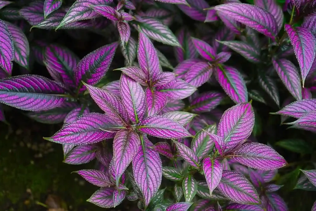 Persian Shield