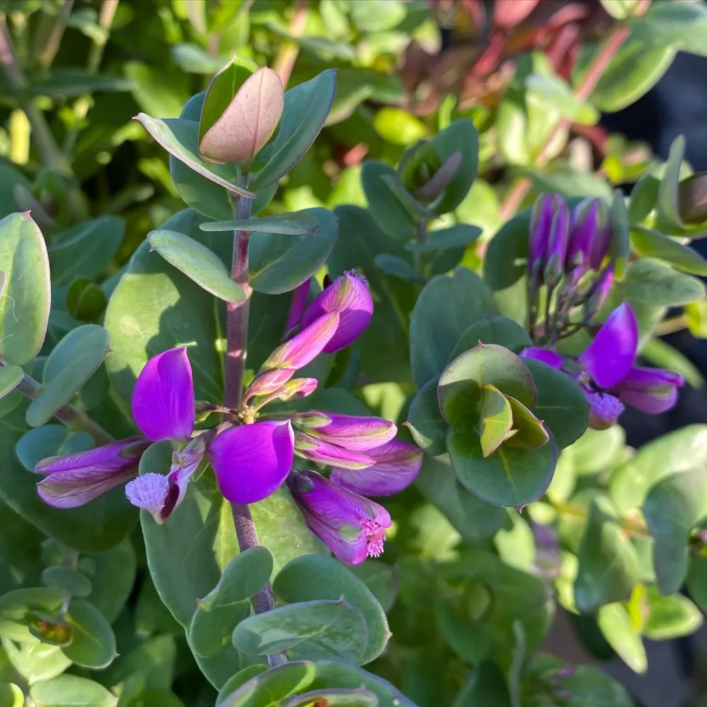 Petite Butterfly Sweet Pea Shrub