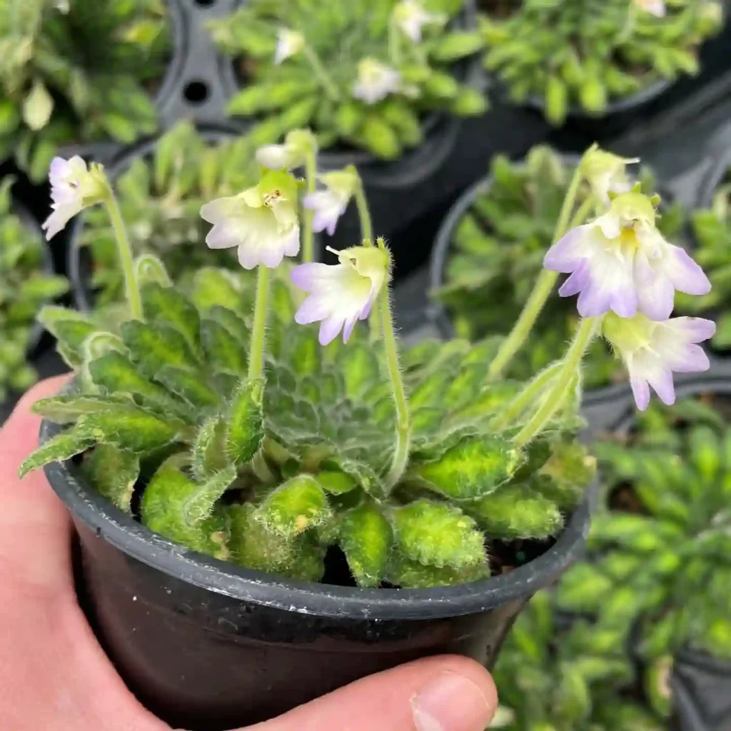 Petrocosmea Cryptica