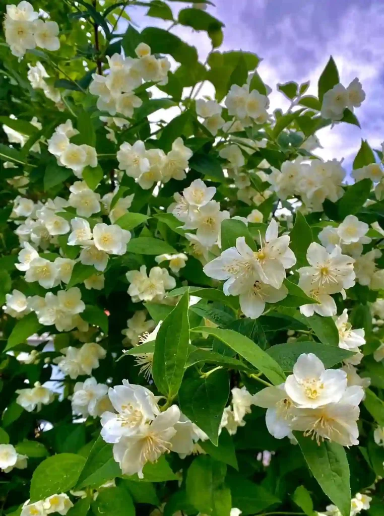 Philadelphus Coronarius