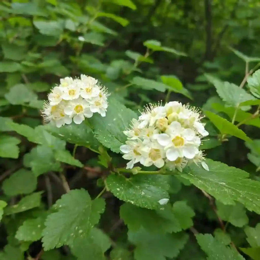 Physocarpus Monogynus