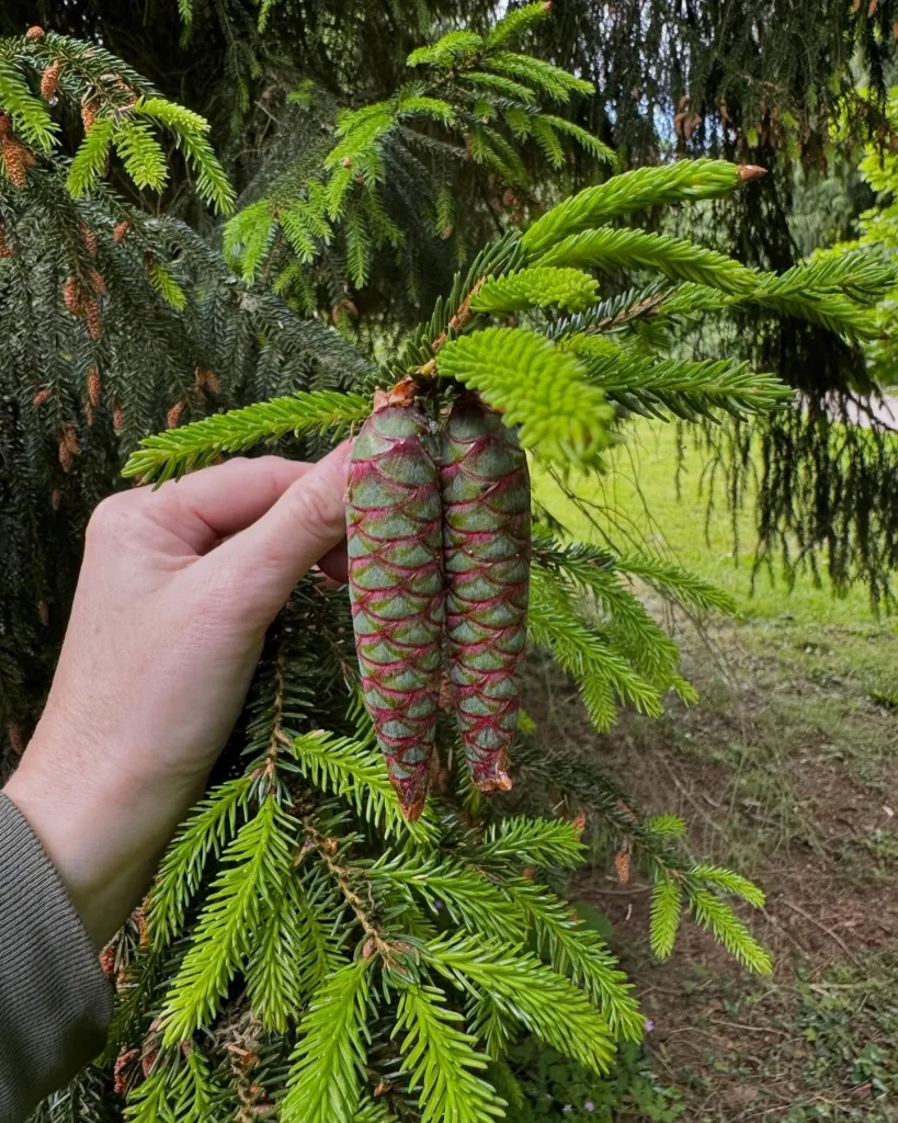 Picea Orientalis