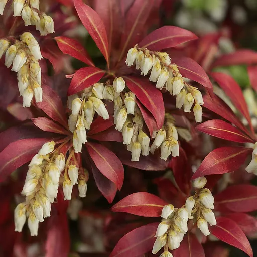 Plant FAQs: Pieris Dorothy Wycoff