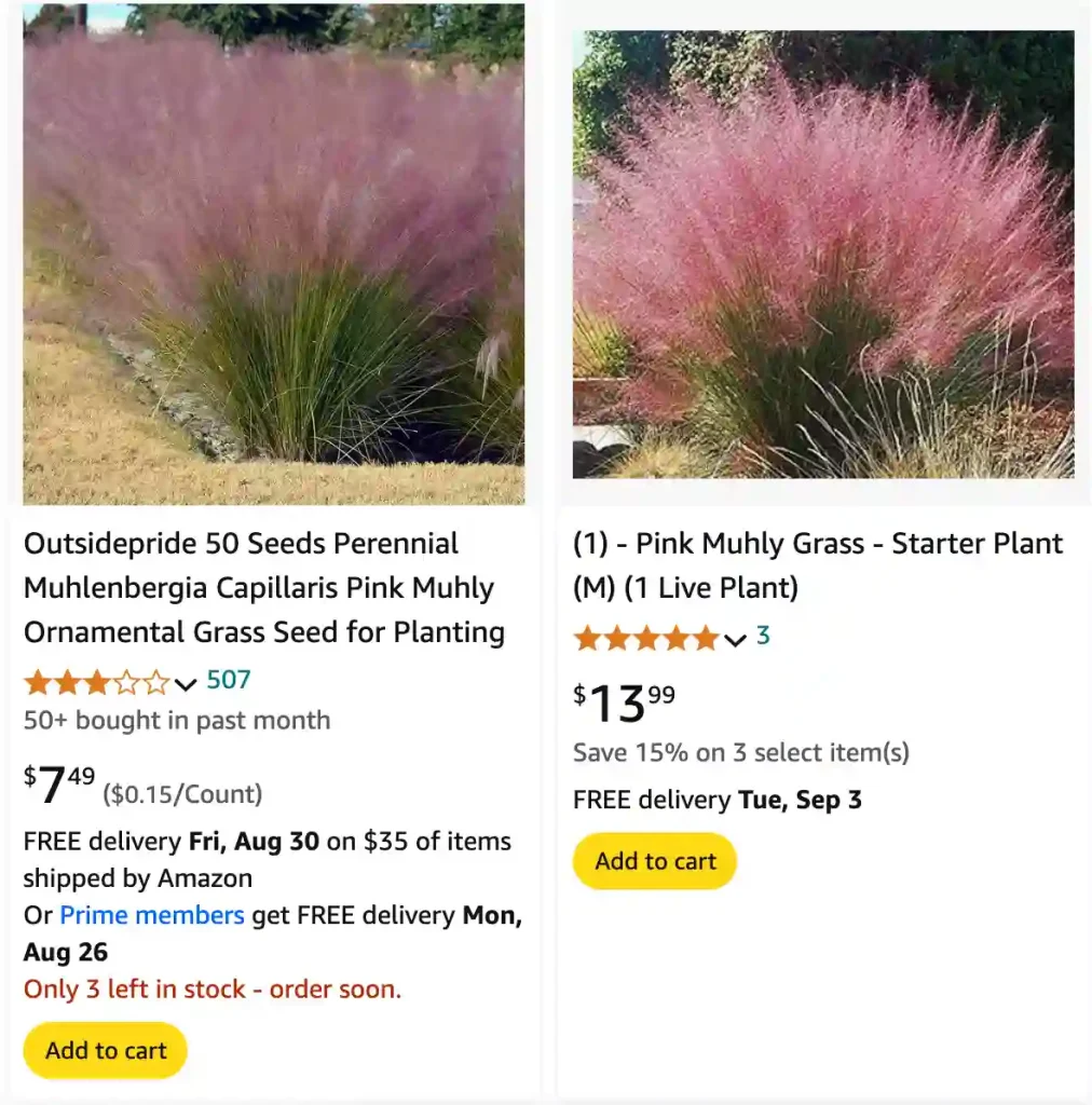 Pink Muhly Grass | Monsteraholic