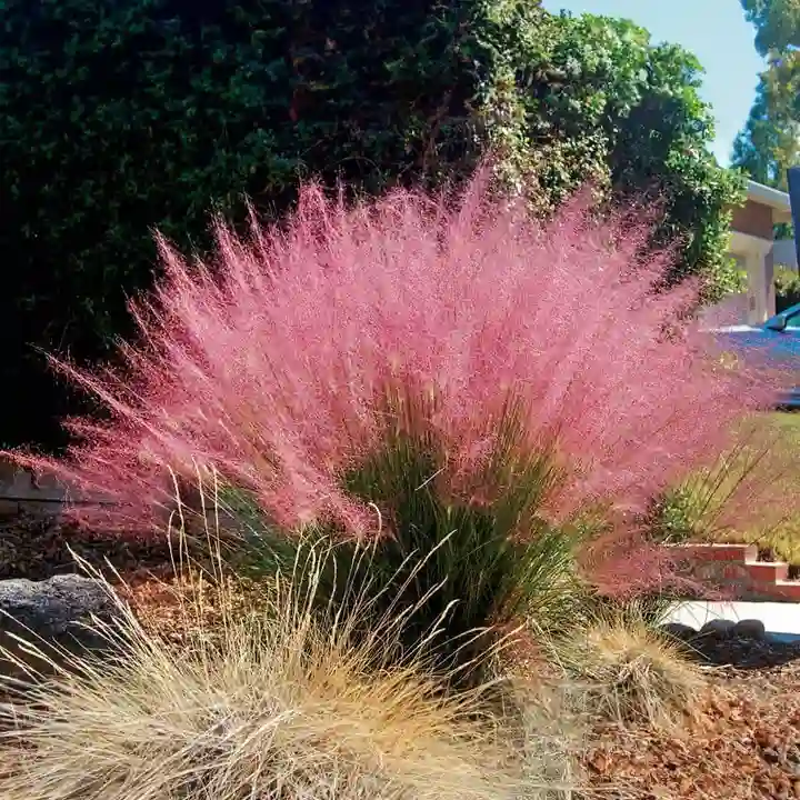 Pink Muhly Grass