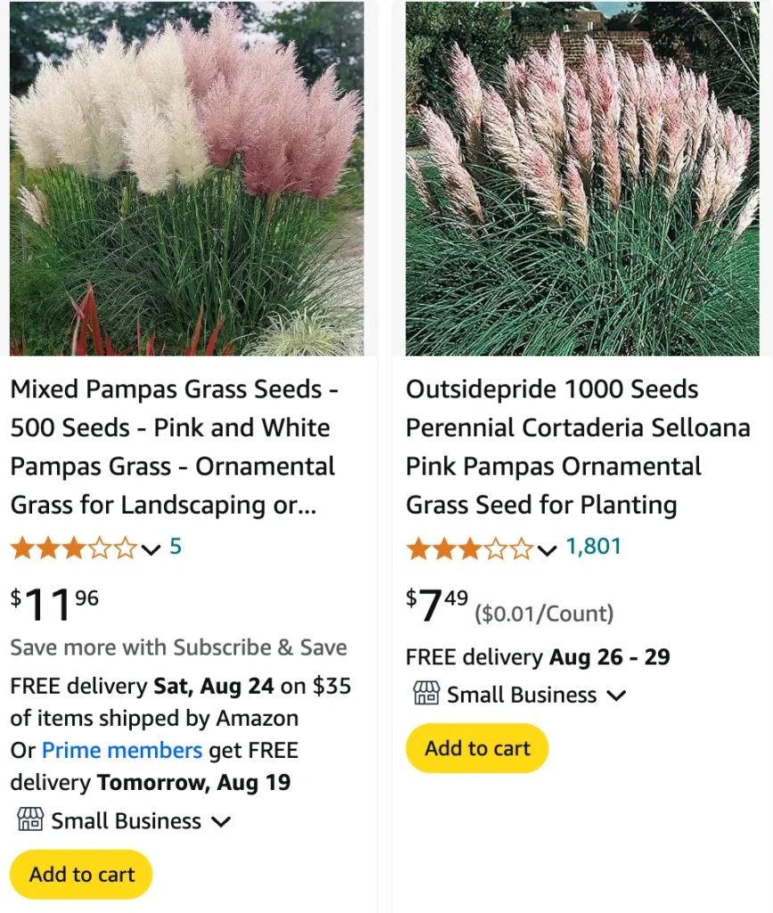 Pink Pampas Grass | Monsteraholic