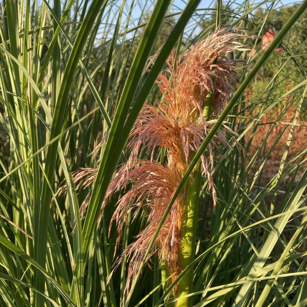 Pink Pampas Grass