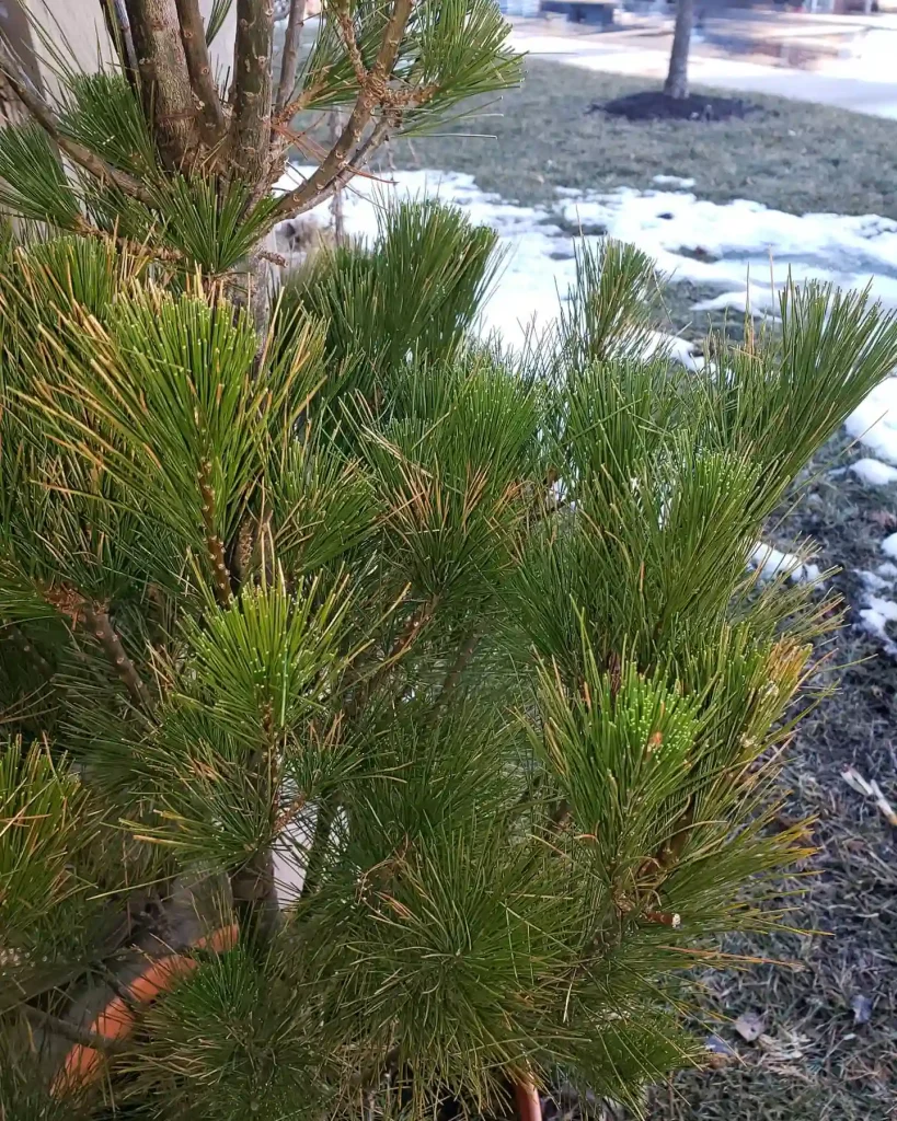 Pinus Strobus Stowe Pillar