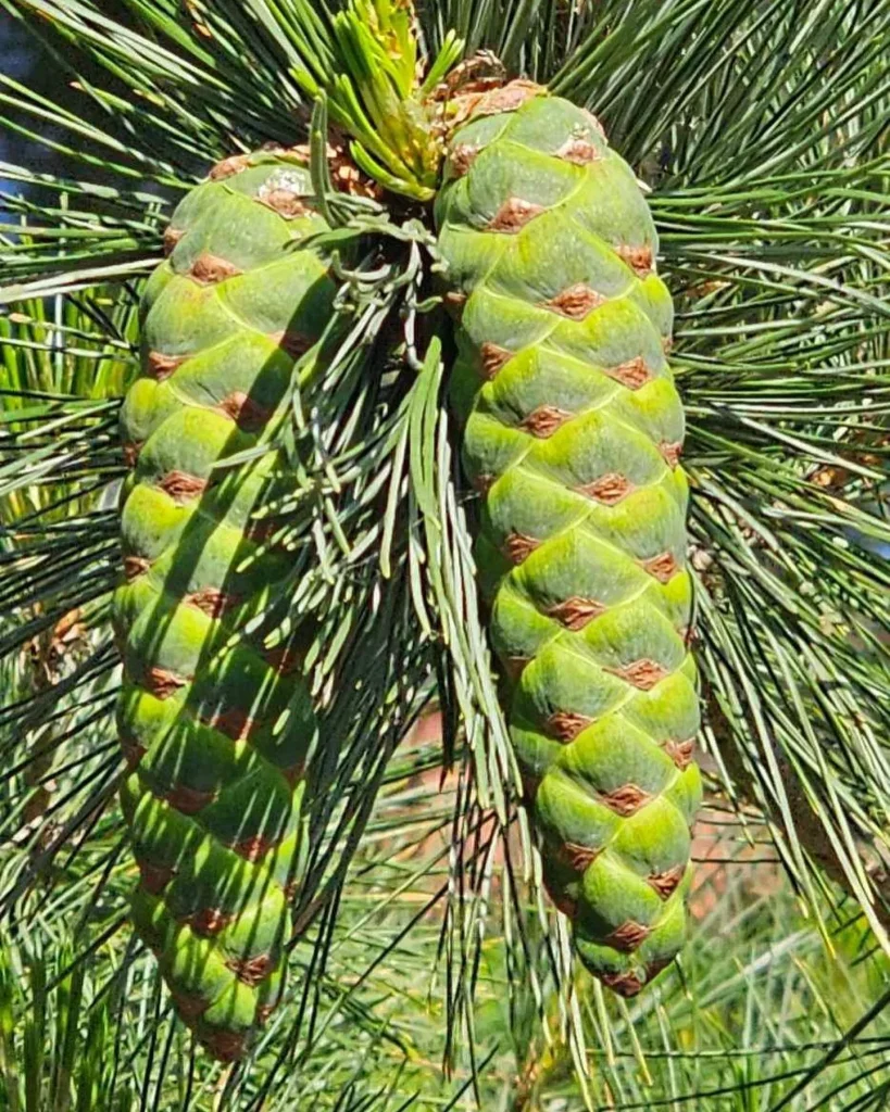 Pinus Strobus