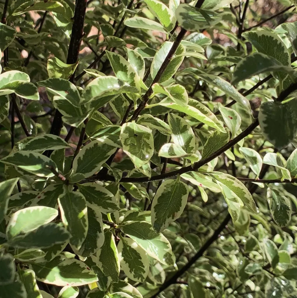 Pittosporum Marjorie Channon