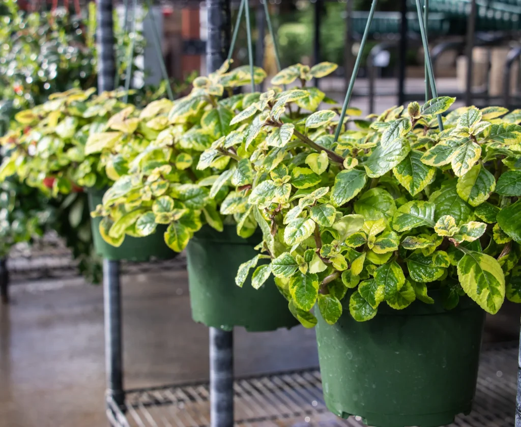 Plectranthus Guacamole