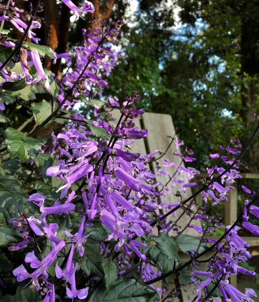 Plectranthus Velvet Elvis