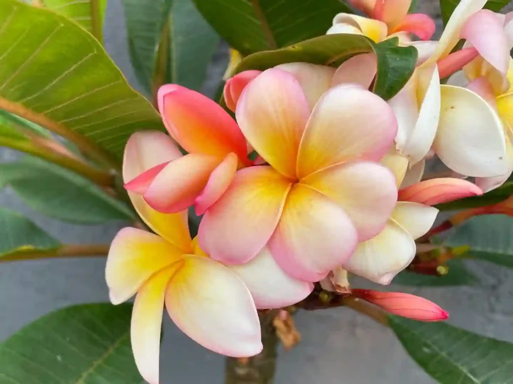 Plumeria Rubra