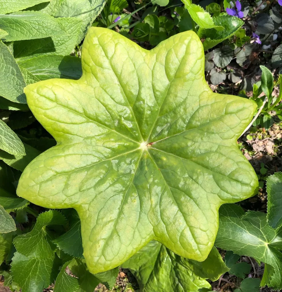 Podophyllum Pleianthum