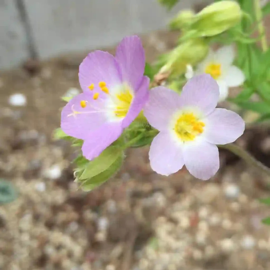 Polemonium Carneum