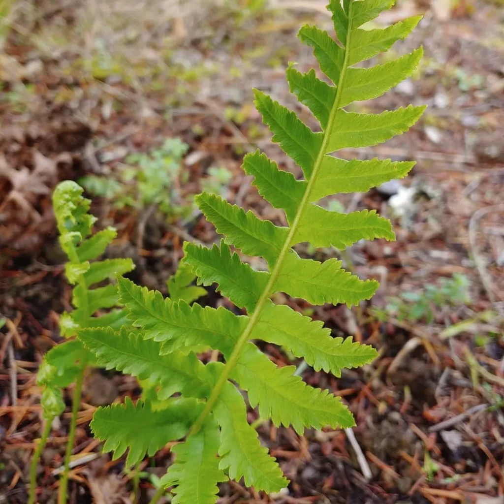 Polypodium Californicum Sarah Lyman