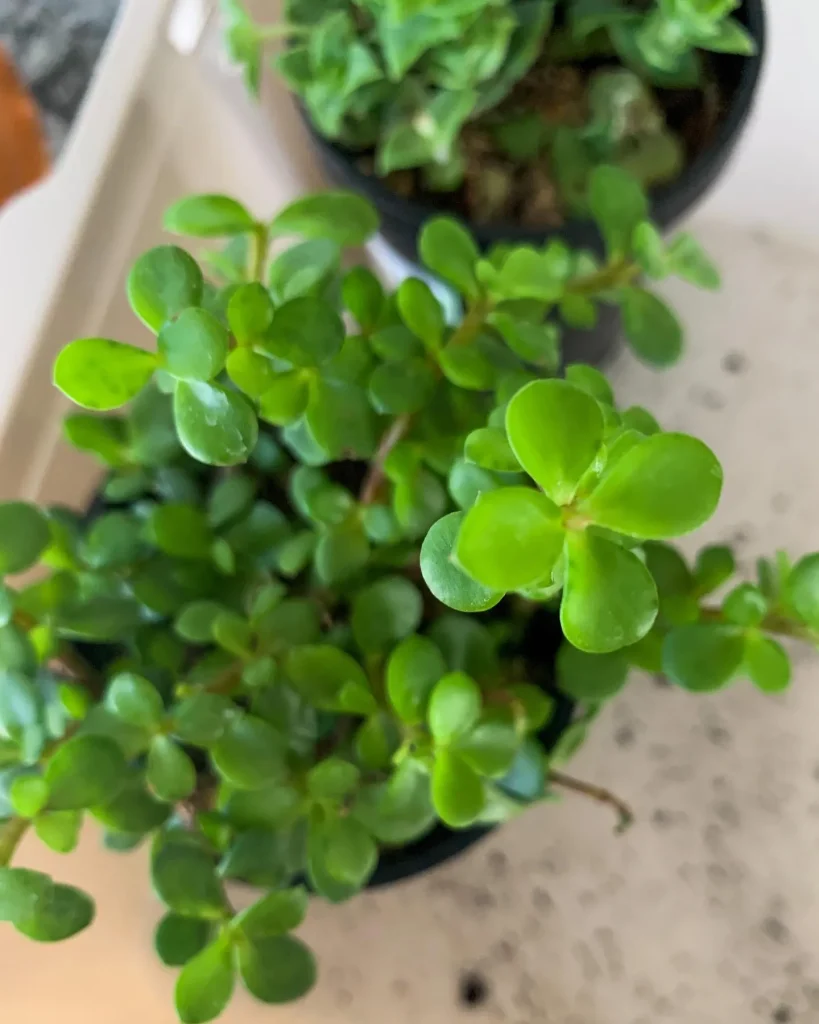 Portulacaria Afra Minima