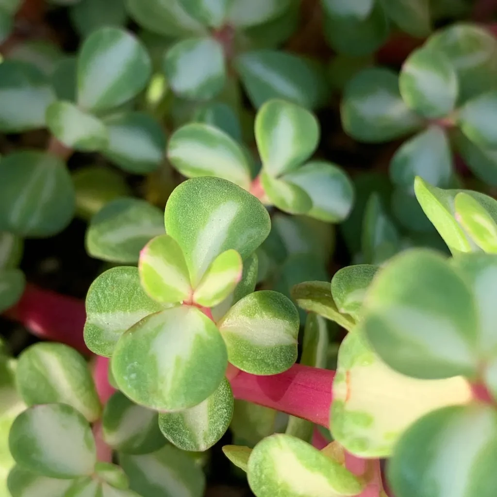 Portulacaria Kaleidoscope