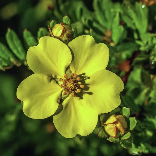 Potentilla