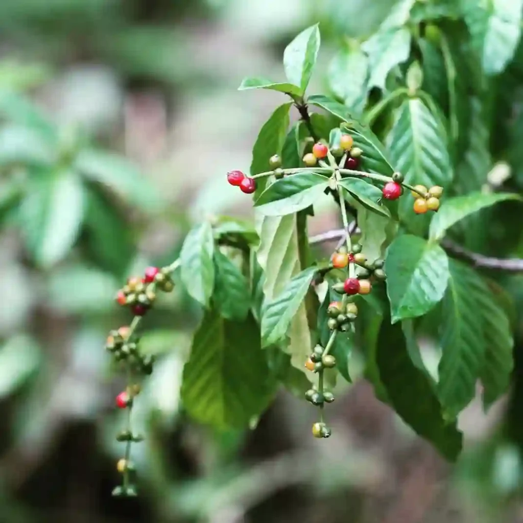 Psychotria Viridis