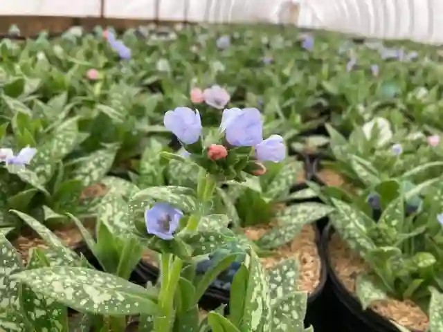 Pulmonaria Twinkle Toes