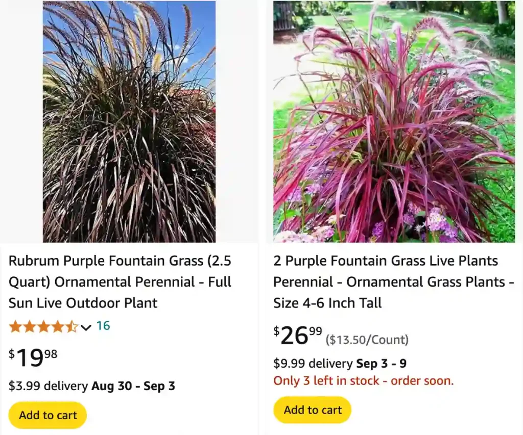 Purple Fountain Grass | Monsteraholic