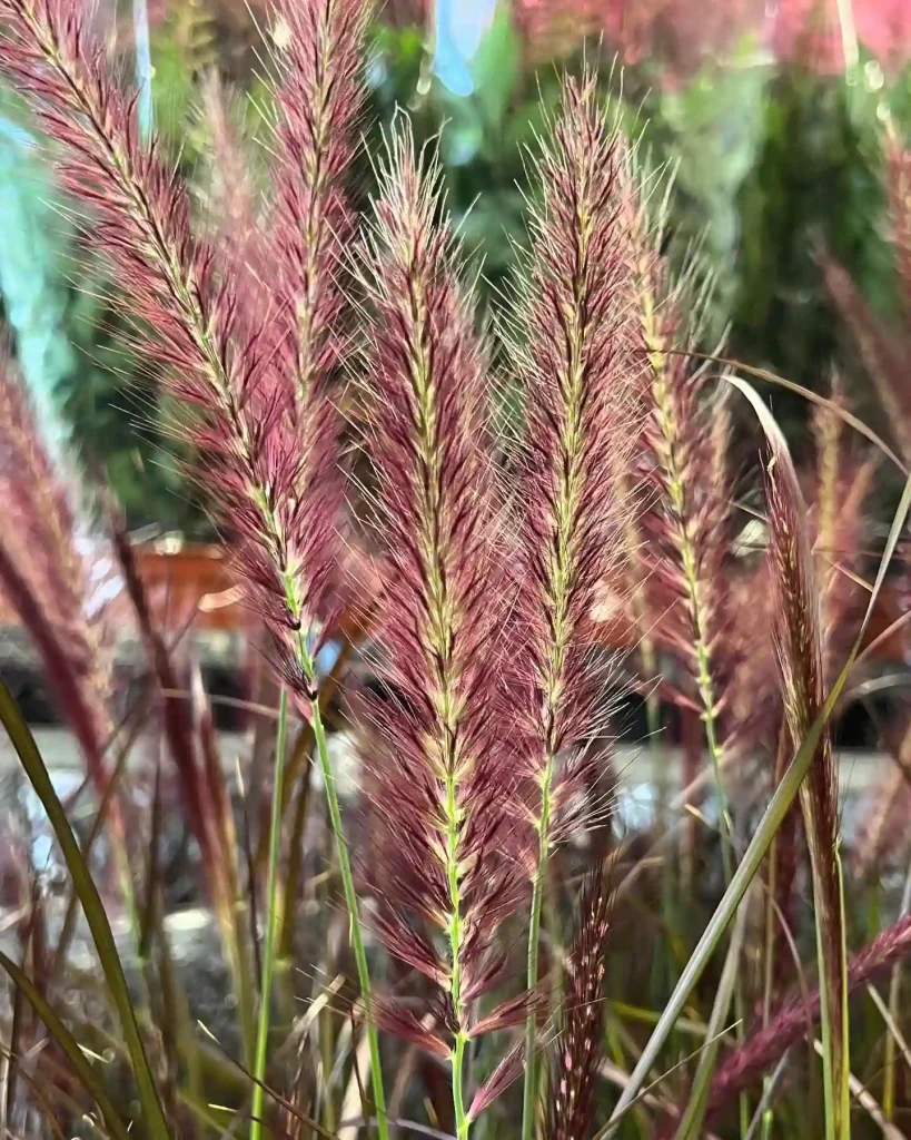 Purple Fountain Grass