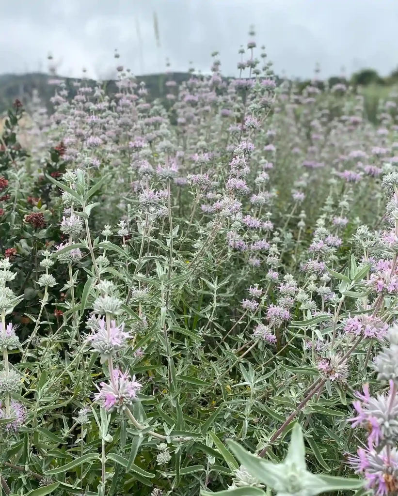 Purple Sage