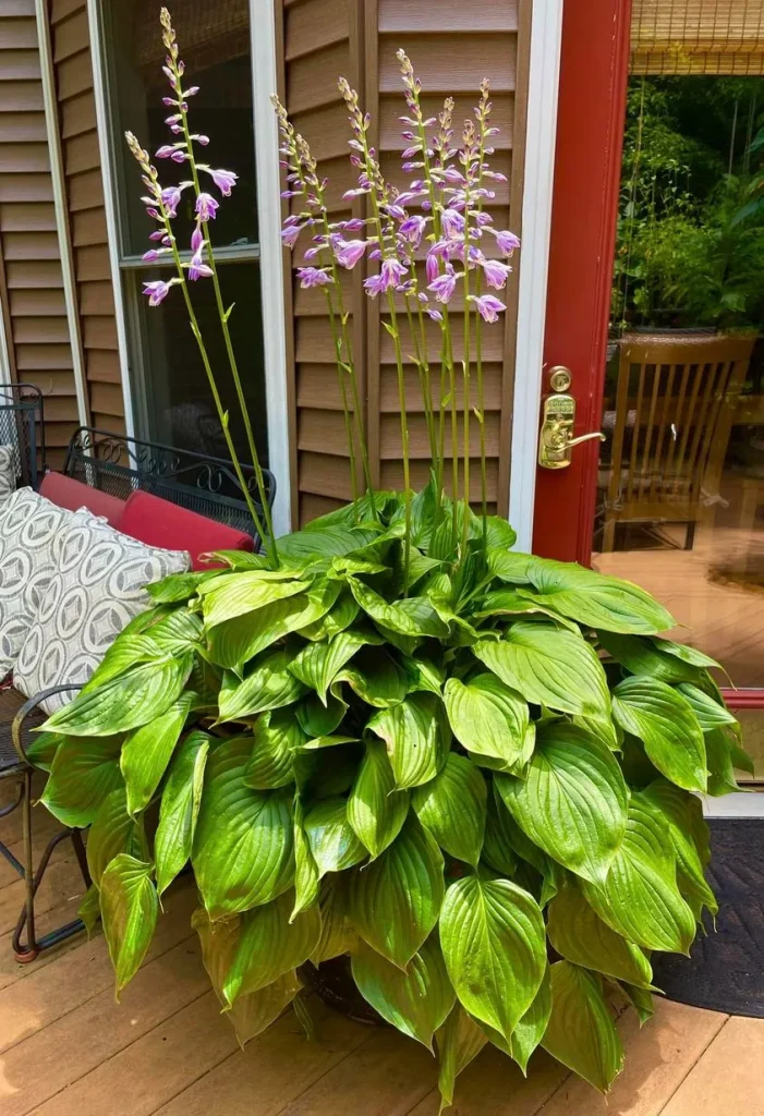 Purple Sensation Hosta