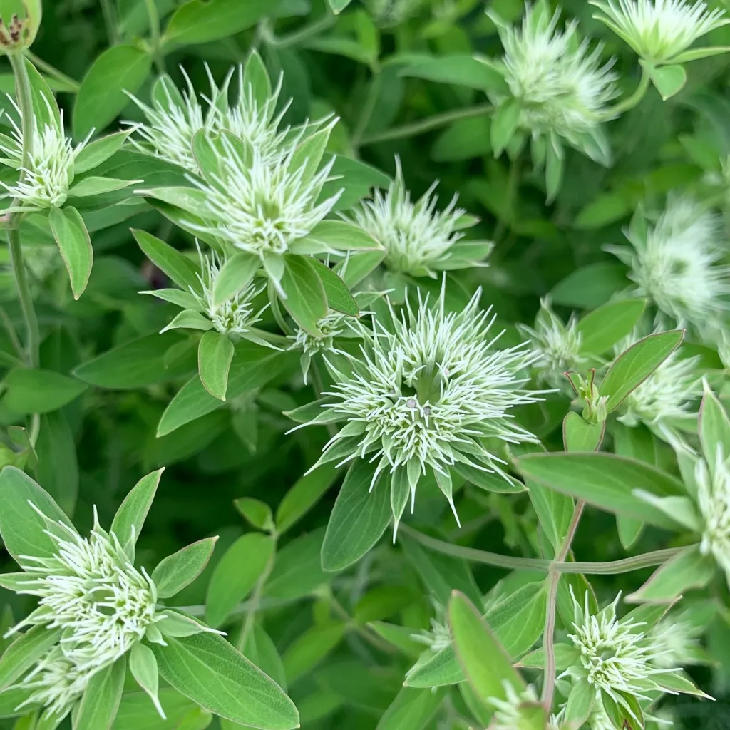 Pycnanthemum Flexuosum